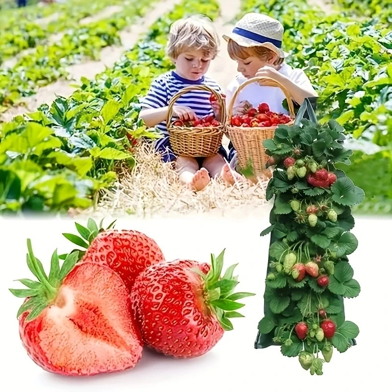 New-Fabric-Flower-Bag-Strawberry-Growing-Bag-Plant-Pot-Wall-Hanging-Planter-Vertical-Vegetables-Potatoes-Greenhouse-3.webp